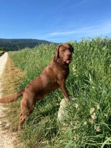 Website Henrik Juni 21