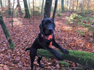 Website Henry 18-12