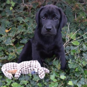 Website Henry18-12