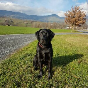 Website Holly 20181202