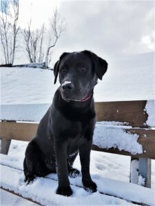 Website Holly 20190326