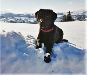 Website Holly Feb.19