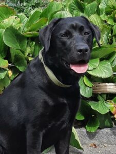 Website Holly Sept 19 (4)