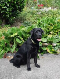 Website Holly Sept19